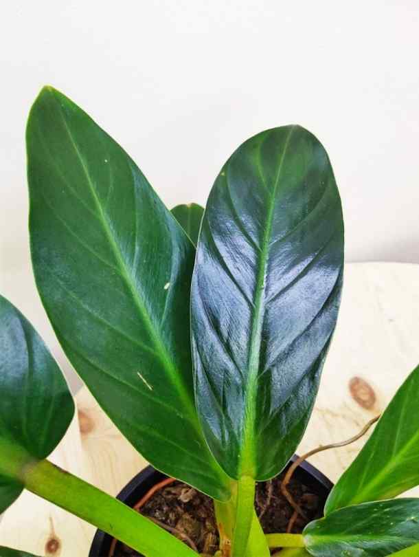 Philodendron Fat Boy Yellow