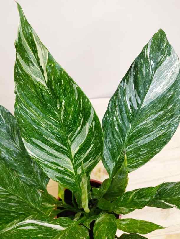 Spathiphyllum Domino - Variegated Peace Lily