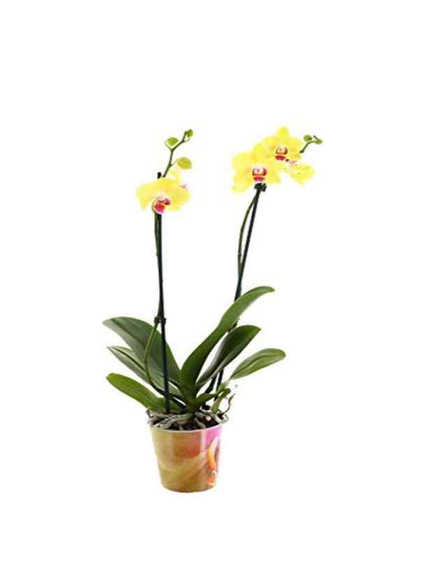 Orchid - Double Stem - Yellow