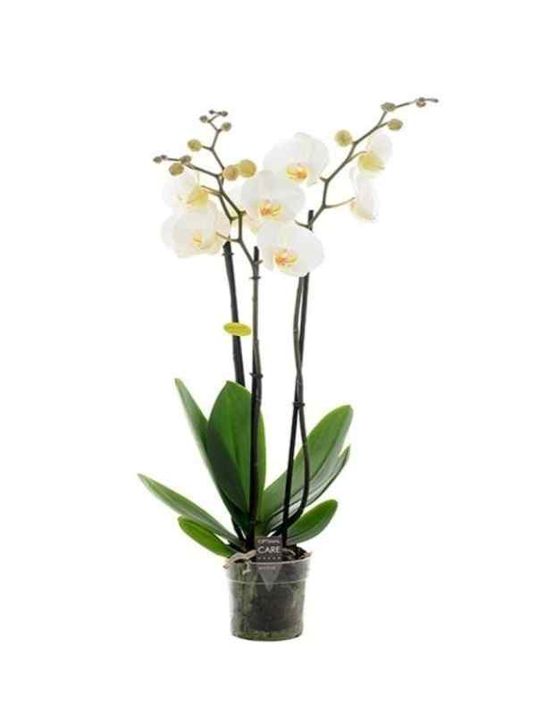 Orchid - Double Stem - White