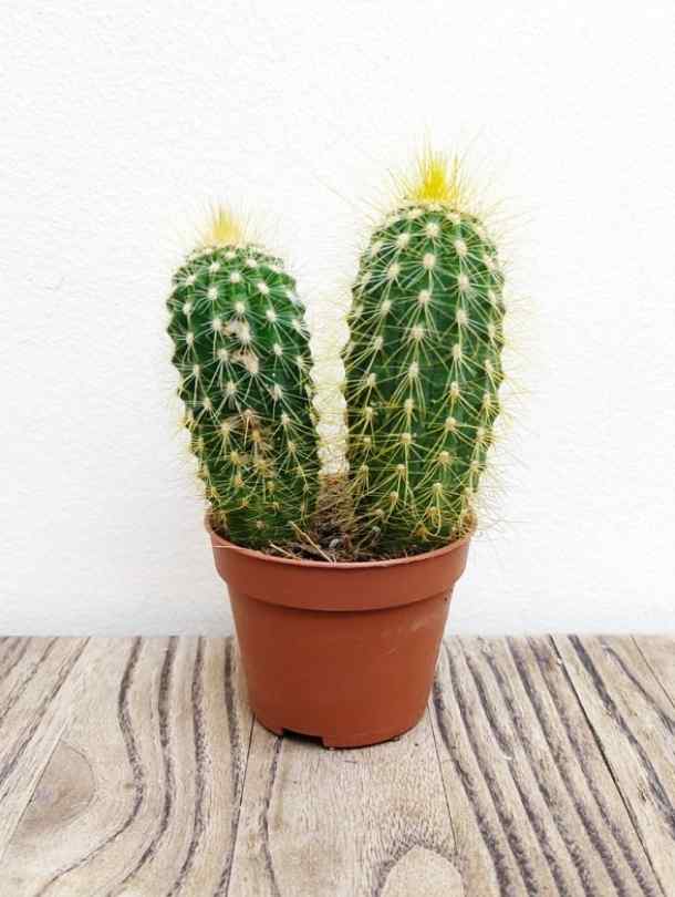 Cactus Small - Cylinder