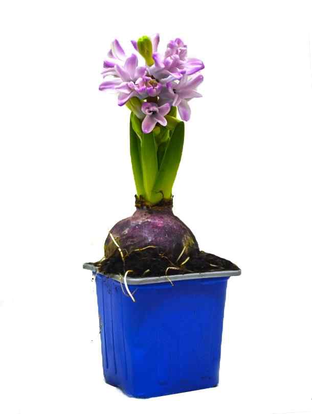 Hyacinths bulb