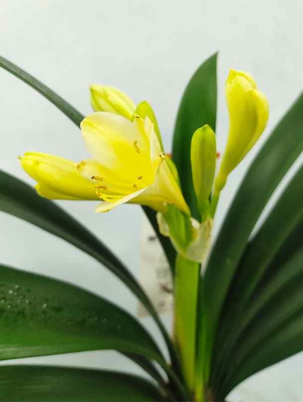 Clivia (Bush lily) -  Yellow