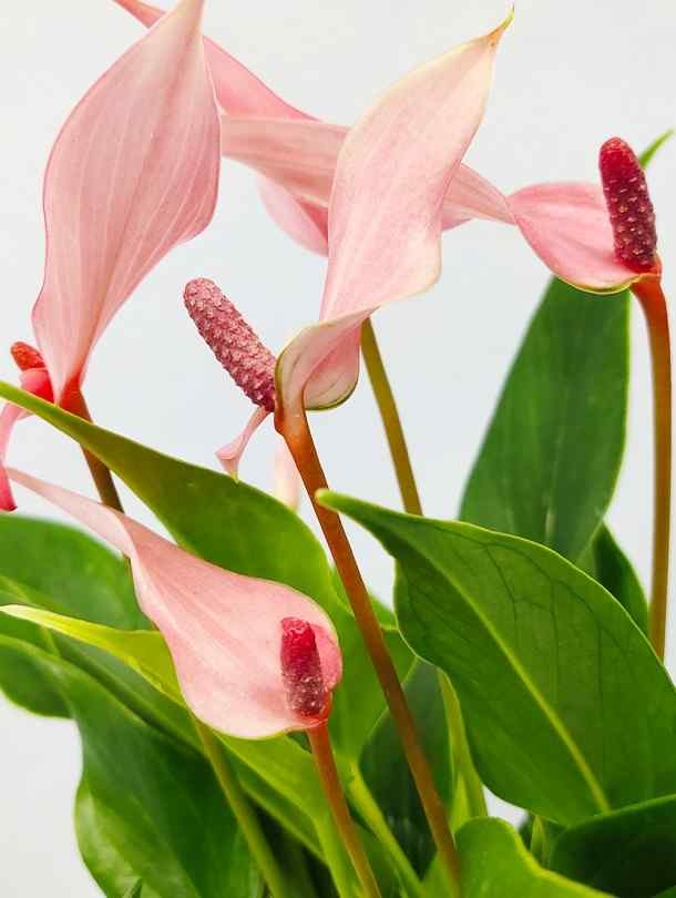 Anthurium Lily pink