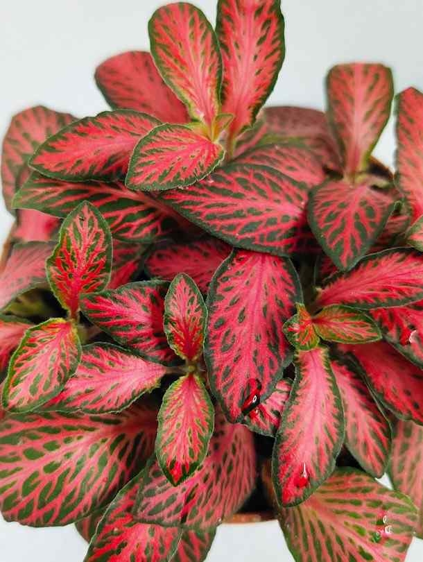 Nerve Plant (Fittonia) - Red