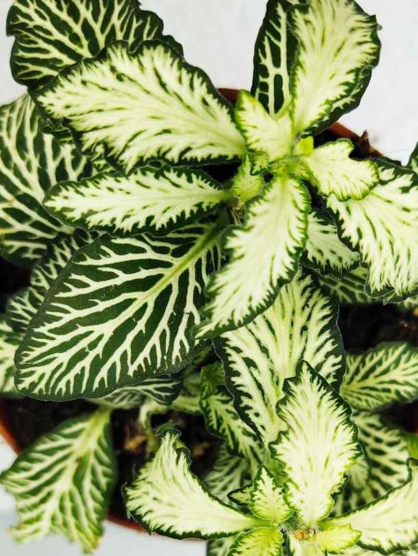 Nerve Plant (Fittonia) - Dark Green
