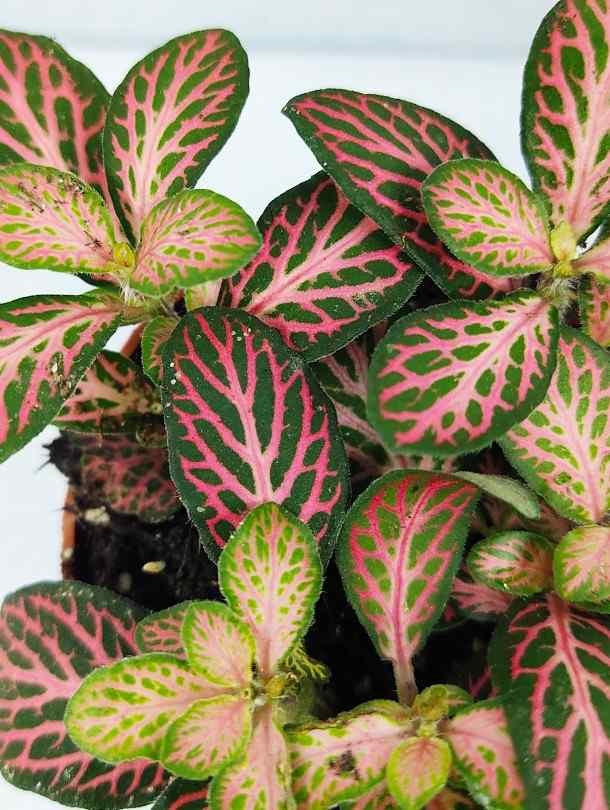 Nerve Plant (Fittonia) - Pink Stripes