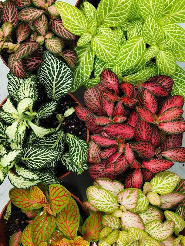 Nerve Plant (Fittonia) - Mix of 6