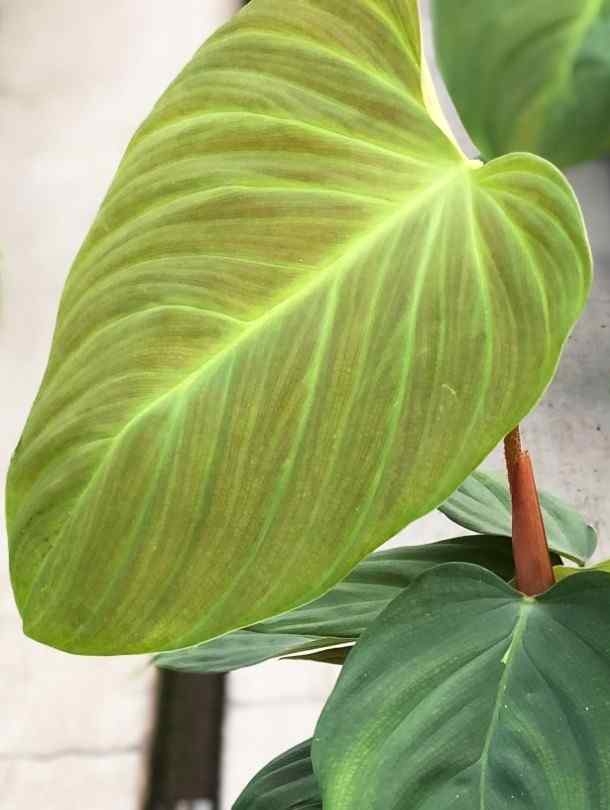 Philodendron Fuzzy