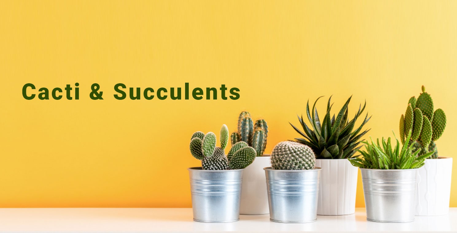 Cacti & succelents
