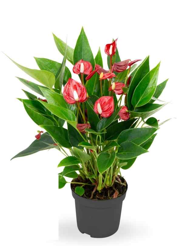 Anthurium - RED - SMALL FLOWER