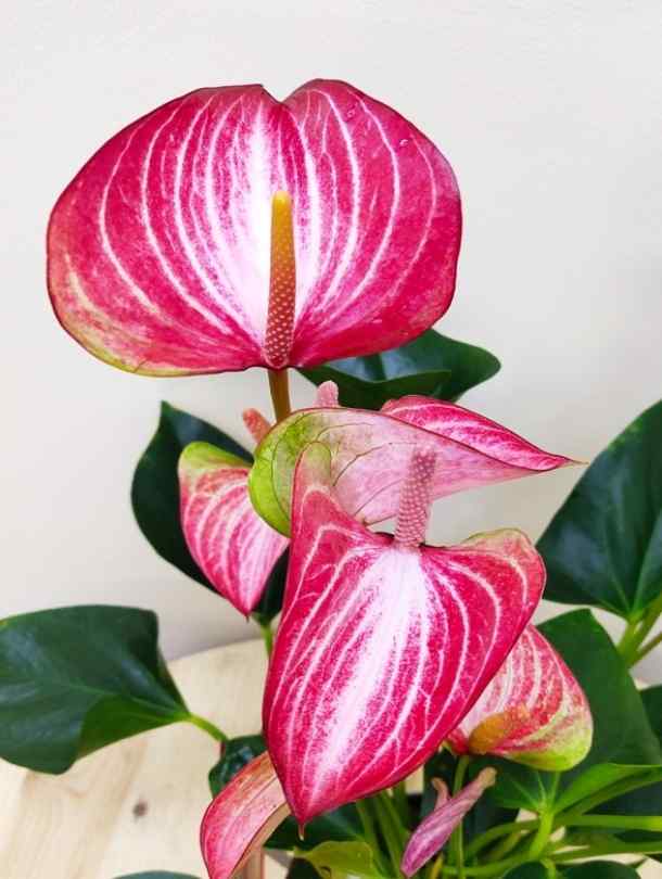 Anthurium - PINK WITH WHITE STRIPES
