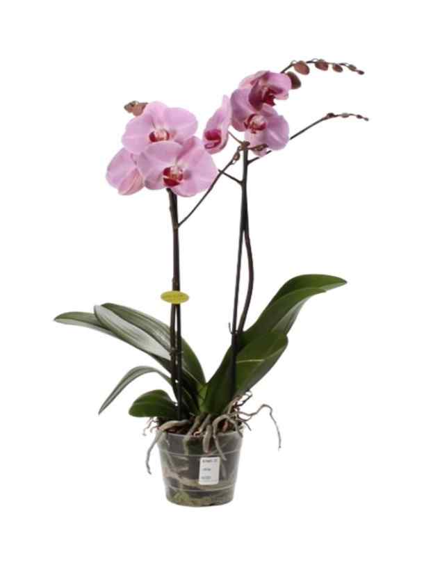 Orchid - Double Stem - Pink