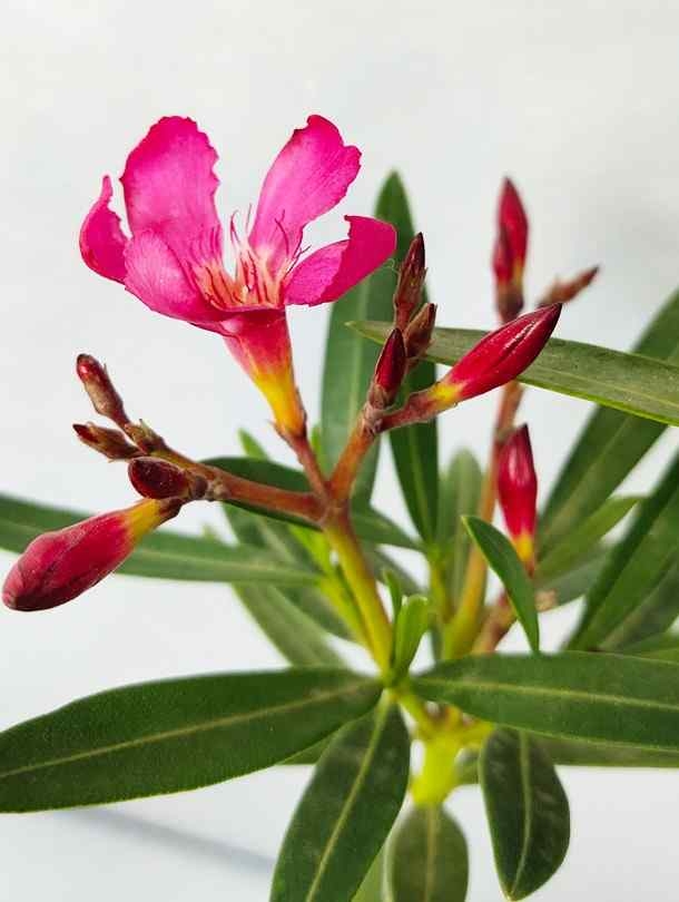  Oleander - Dark Pink