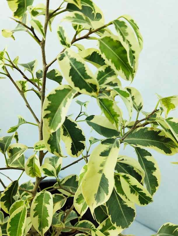 Ficus Benjamina Starlight