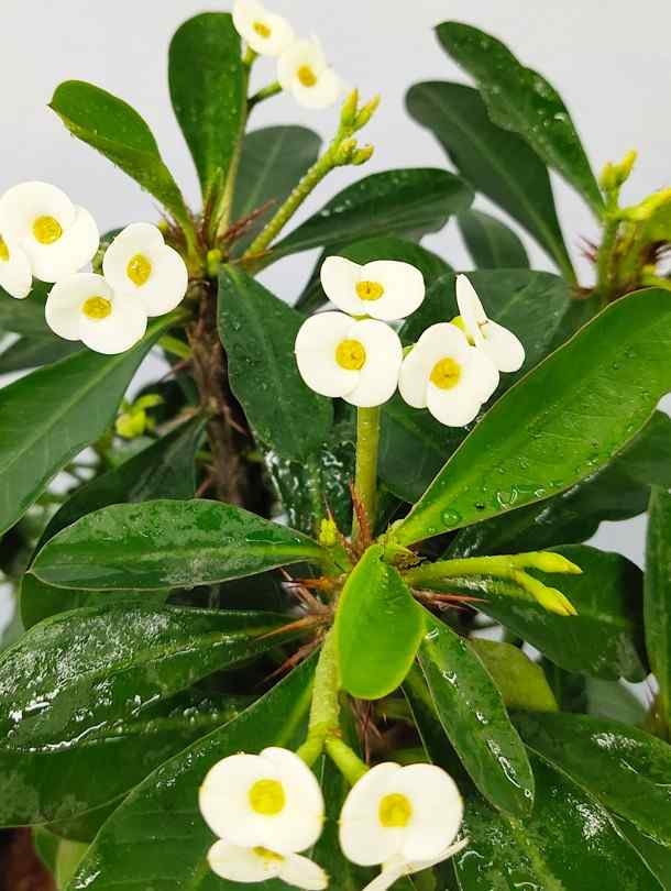 Euphorbia - White