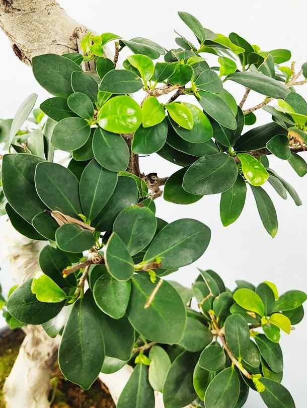 Ficus Bonsai S Type