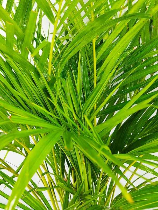Outdoor Areca Palm
