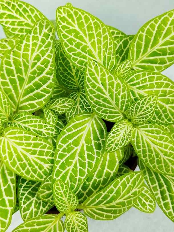 Nerve Plant (Fittonia) - Lime Green