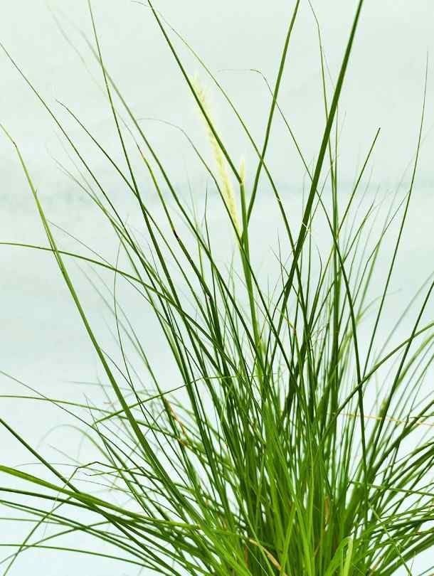 Pennisetum (fountain grass) - Green