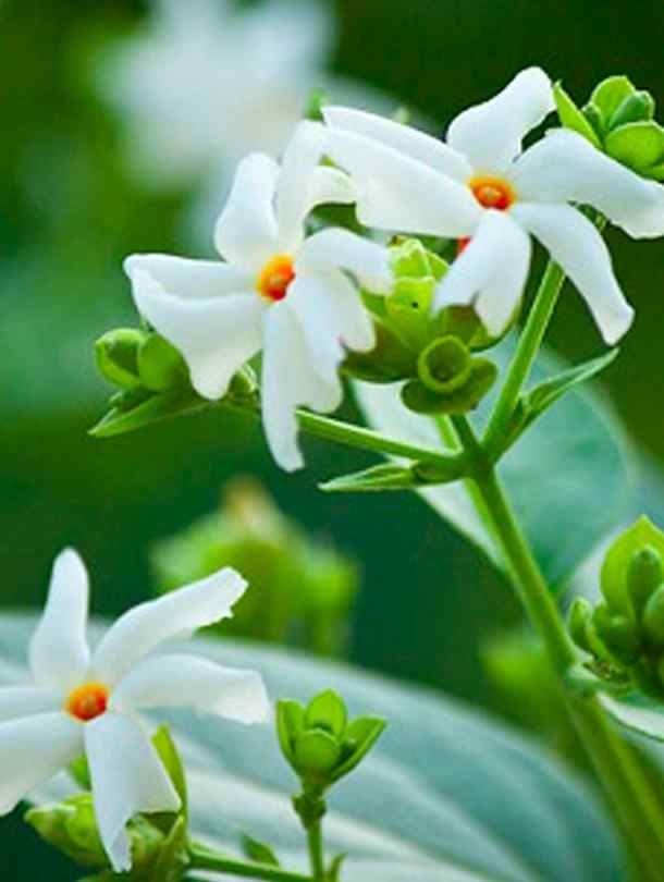 Parijat - Harsingar (Night Flowering Jasmine)